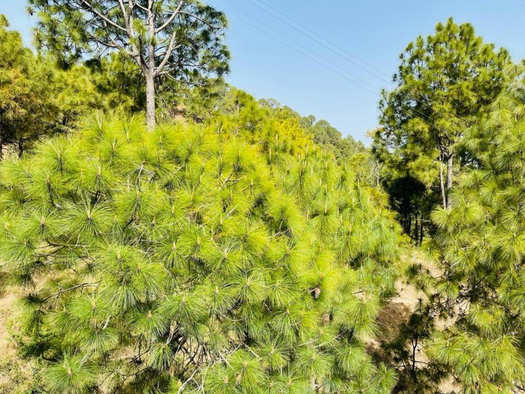 Hillcrest Heights Kasauli Exterior foto